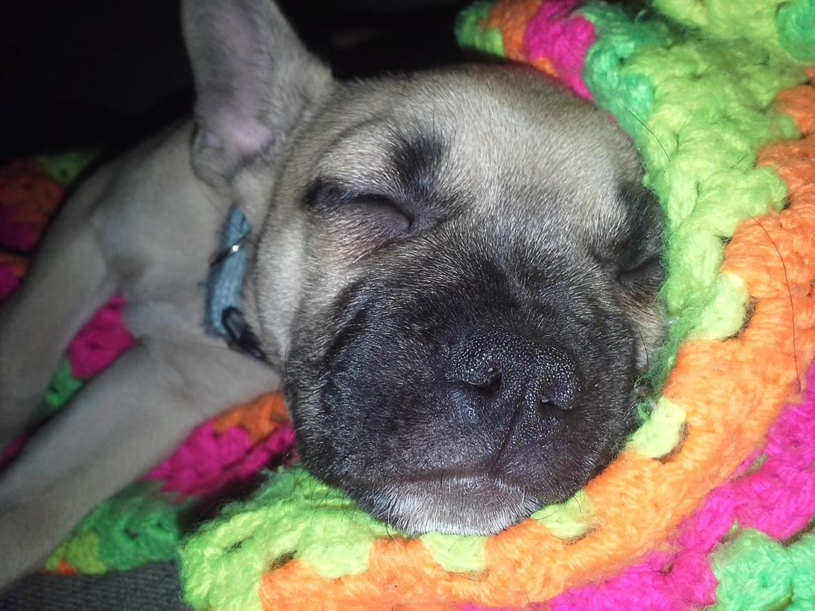 Fransk bulldog Bumle larsen billede 6