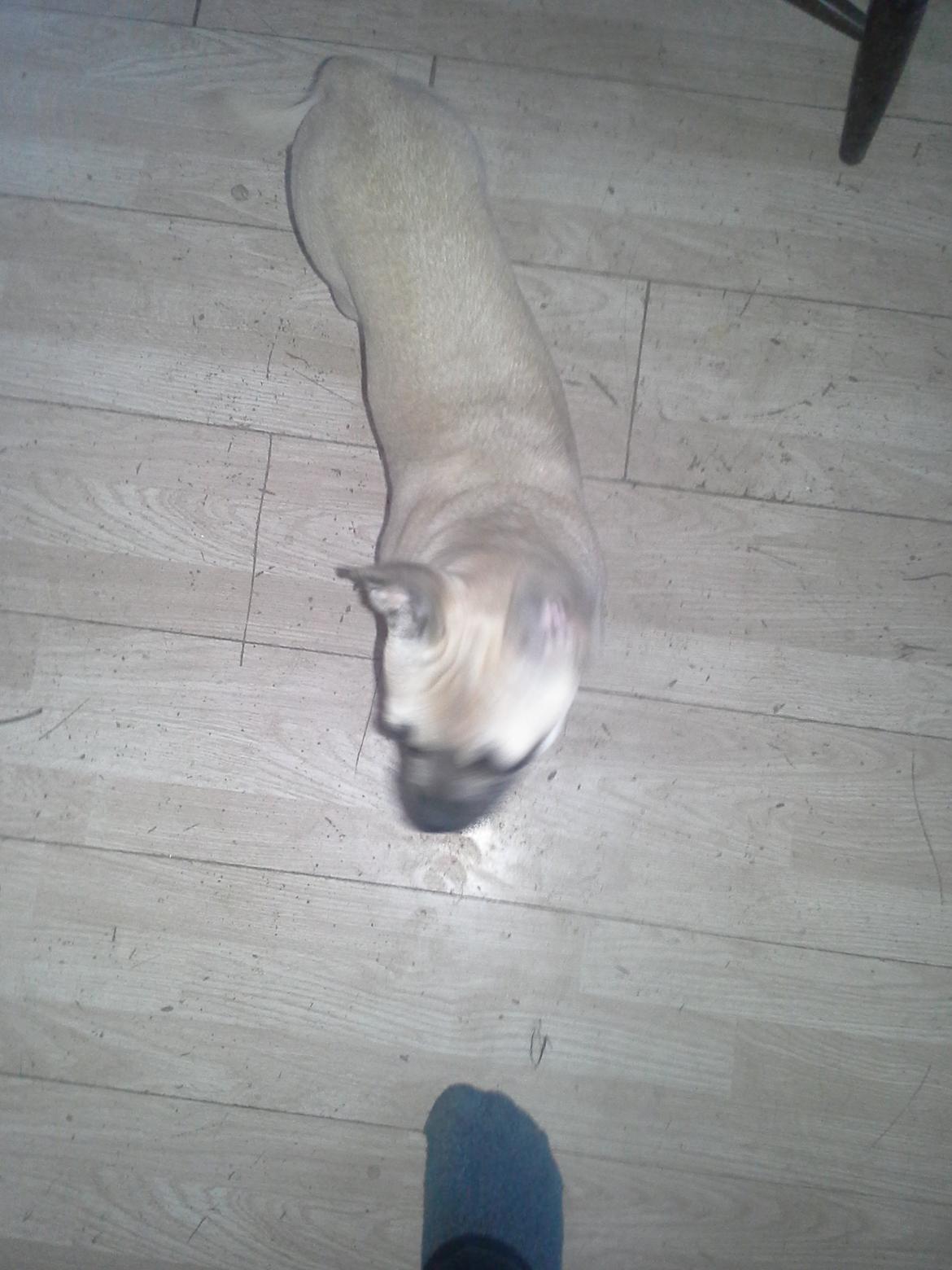 Fransk bulldog Bumle larsen billede 14