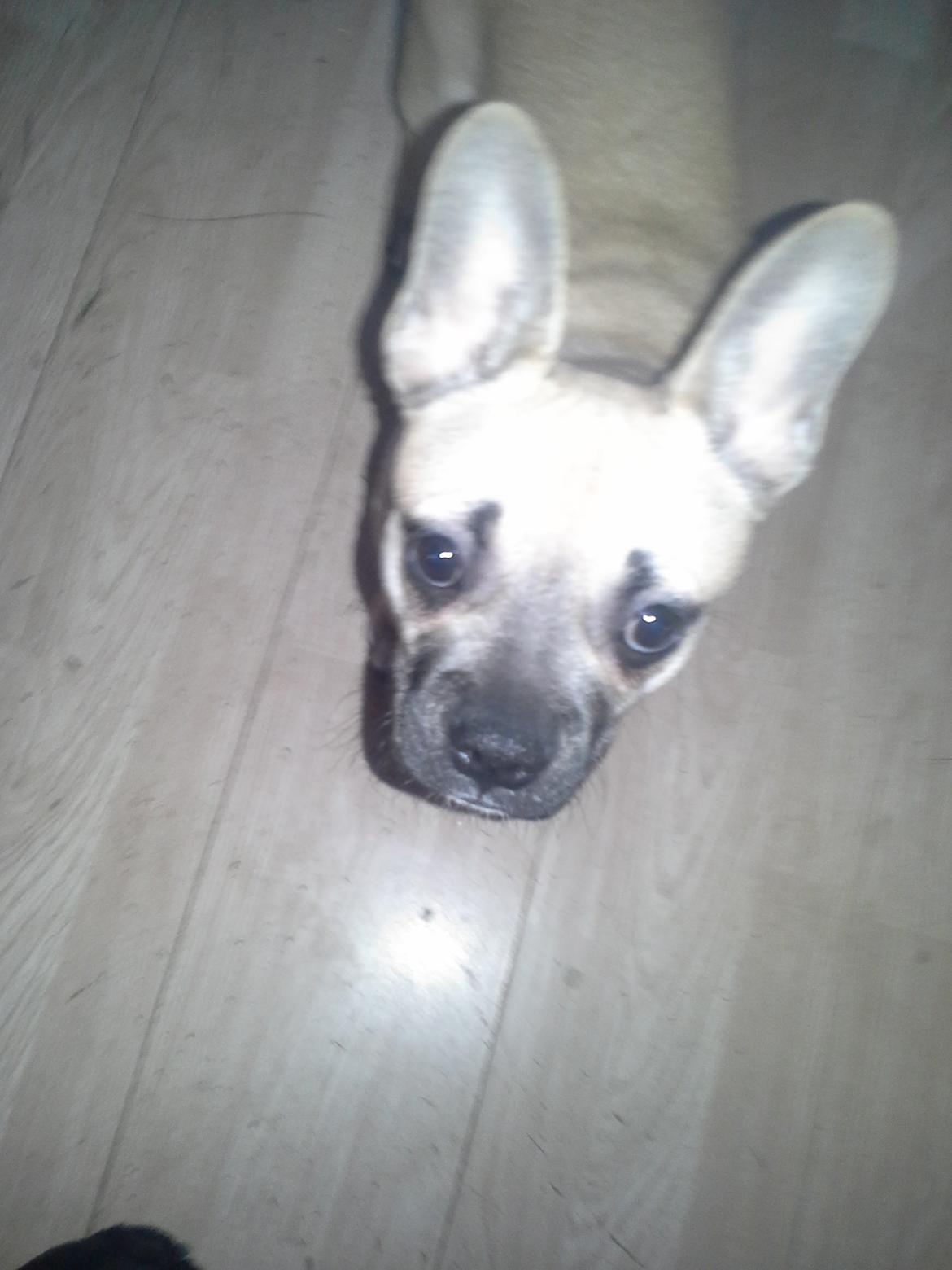 Fransk bulldog Bumle larsen billede 16