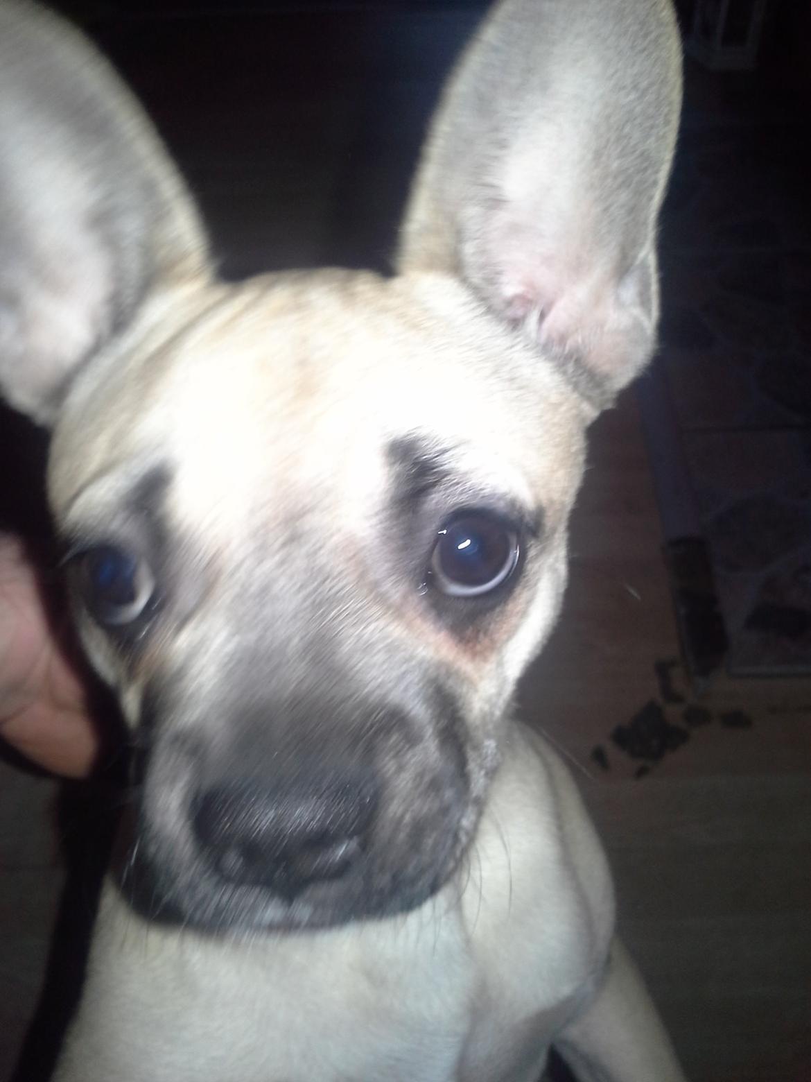 Fransk bulldog Bumle larsen billede 17