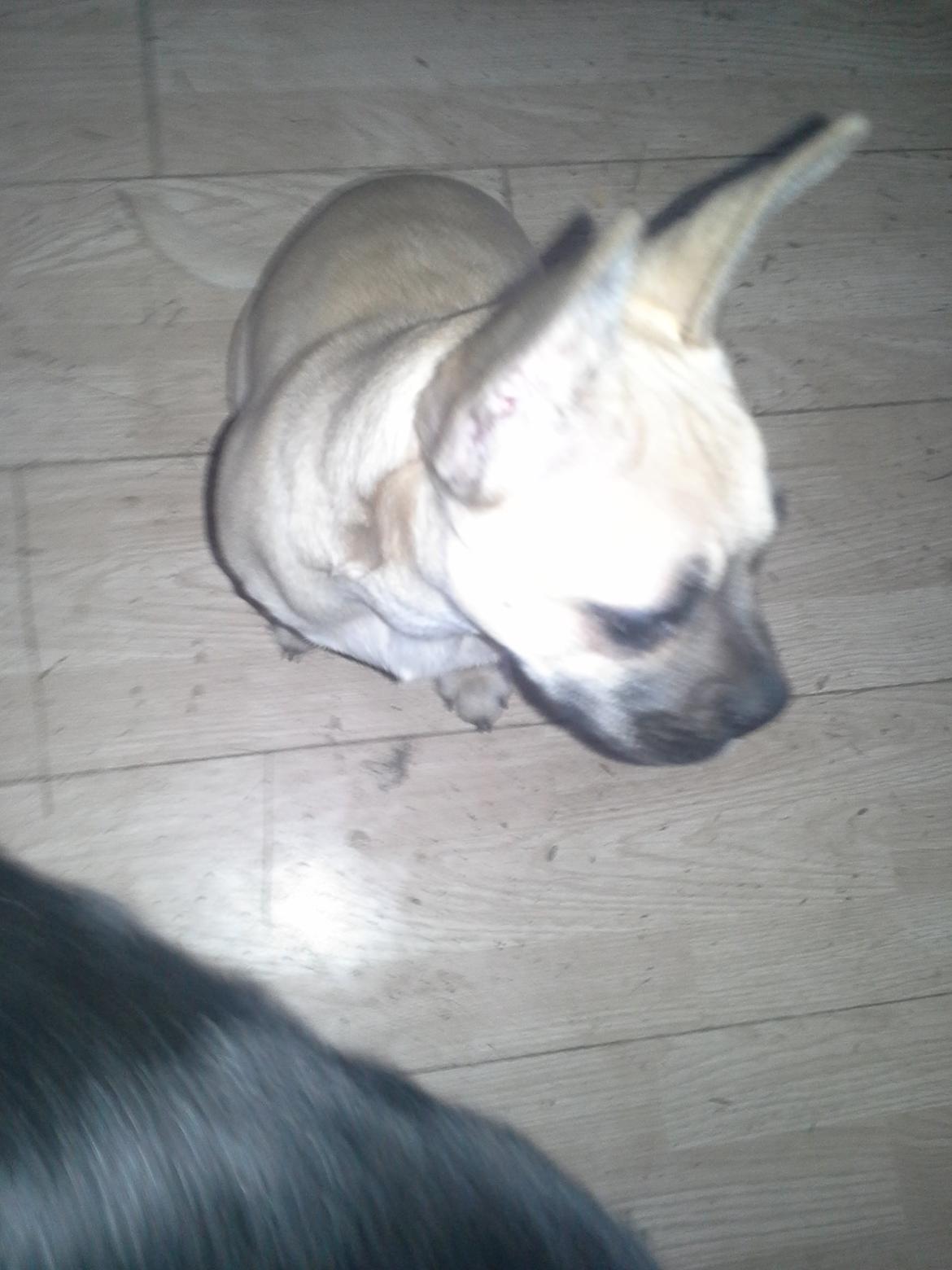 Fransk bulldog Bumle larsen billede 15