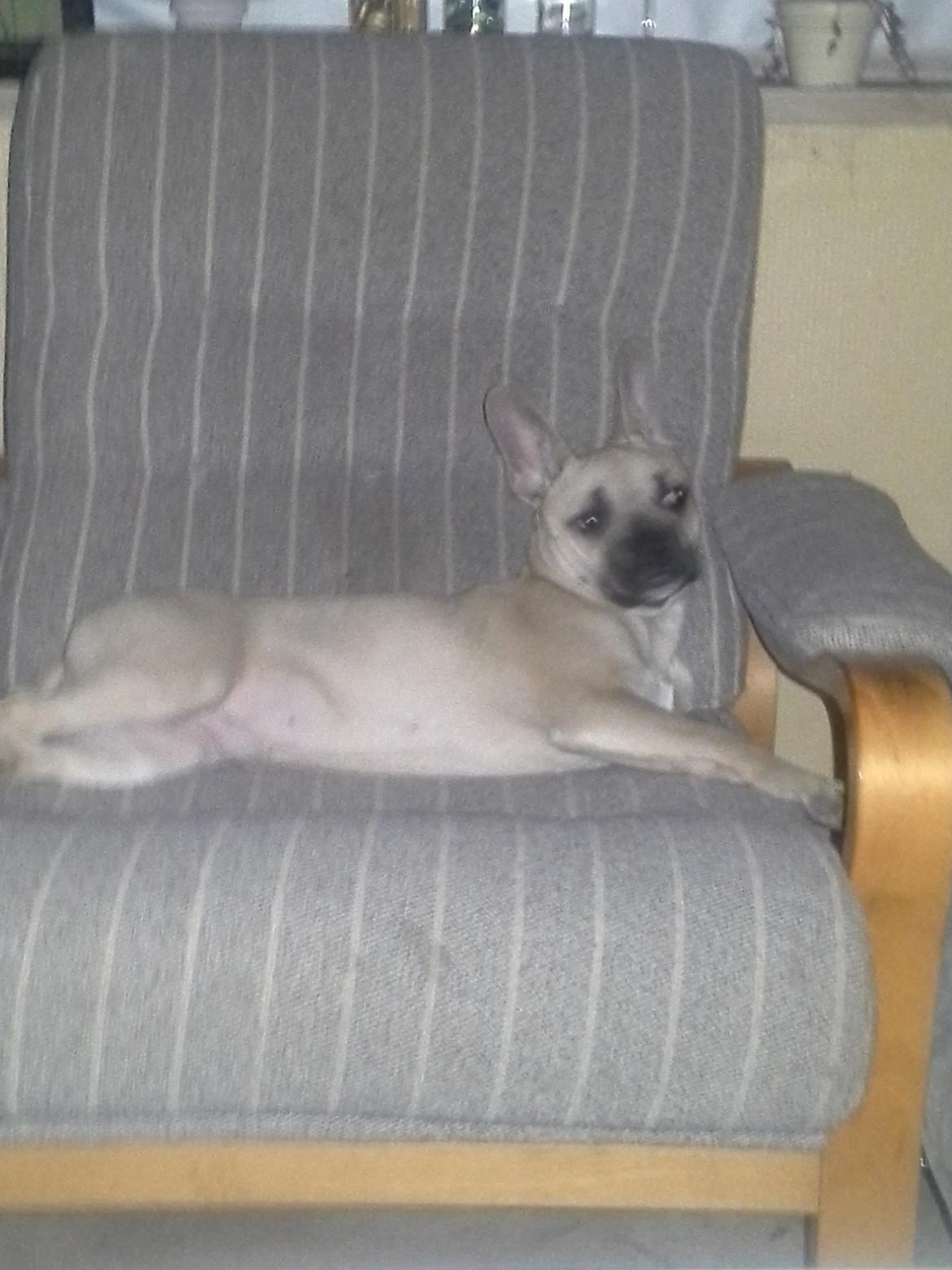 Fransk bulldog Bumle larsen billede 19