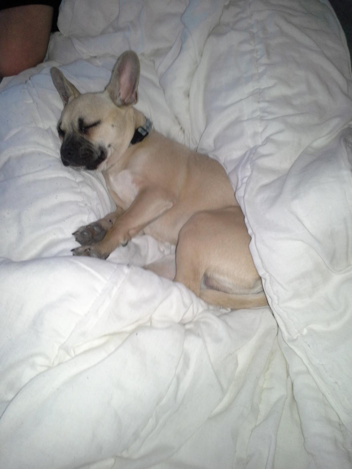 Fransk bulldog Bumle larsen billede 20