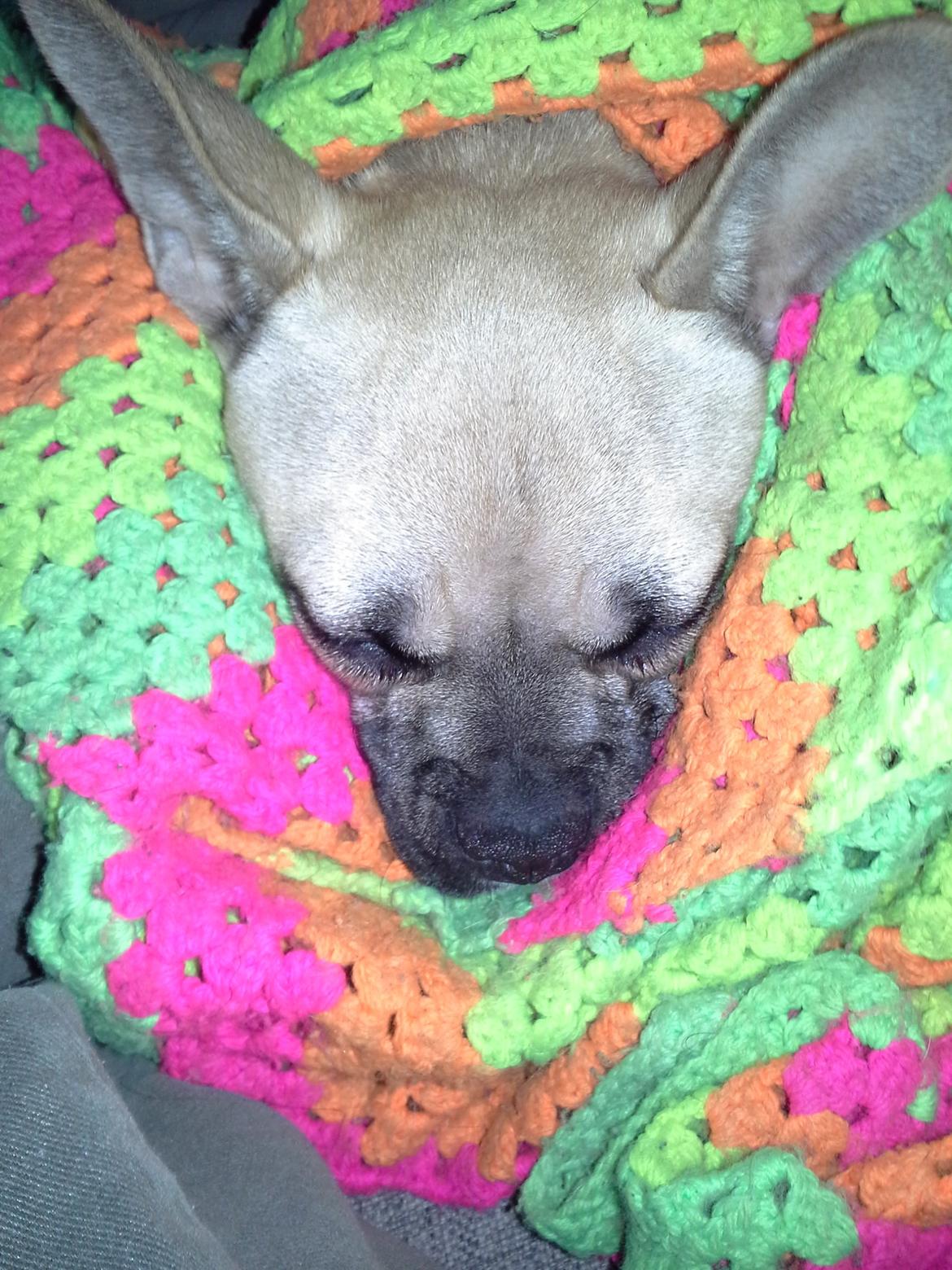 Fransk bulldog Bumle larsen billede 7