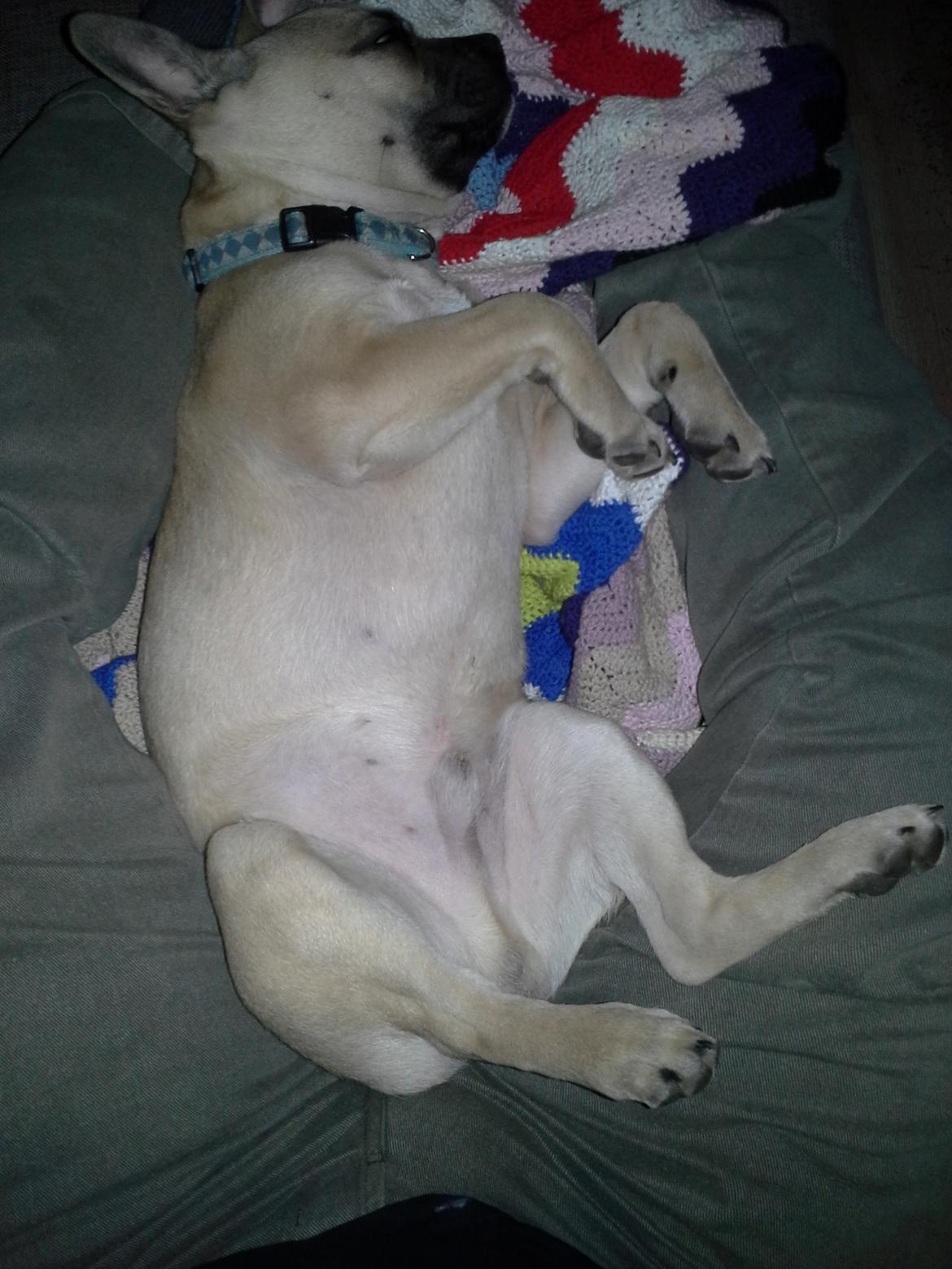 Fransk bulldog Bumle larsen billede 21