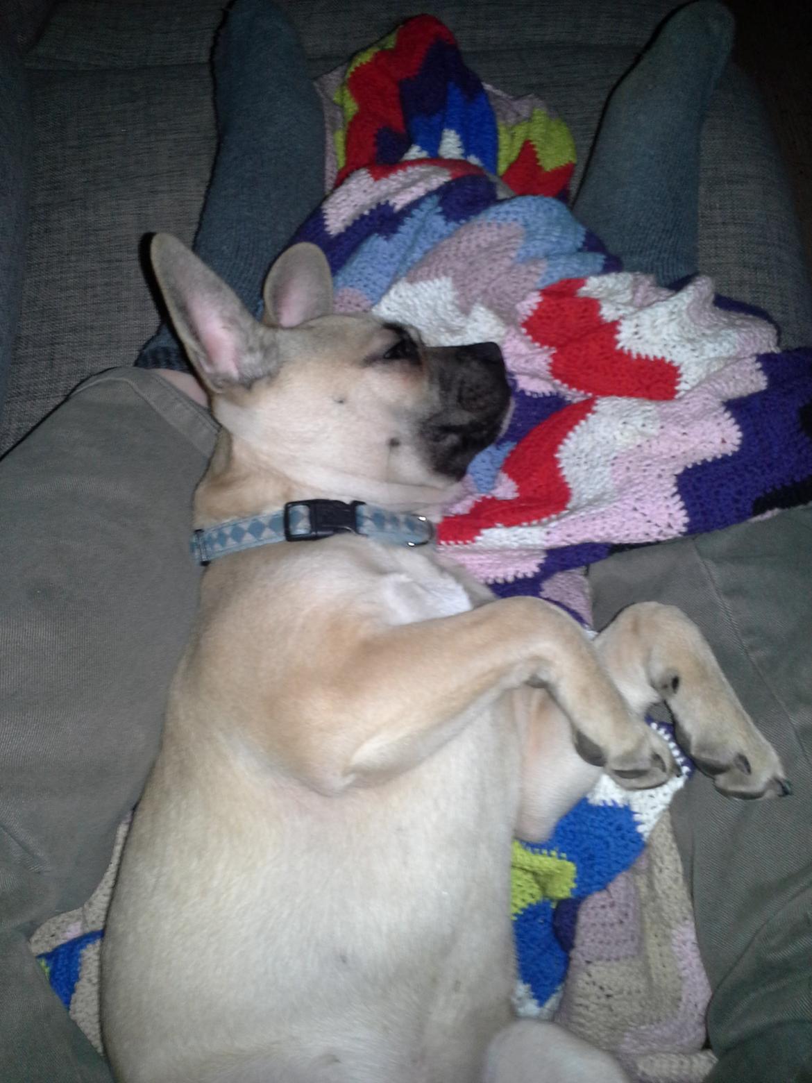 Fransk bulldog Bumle larsen billede 22