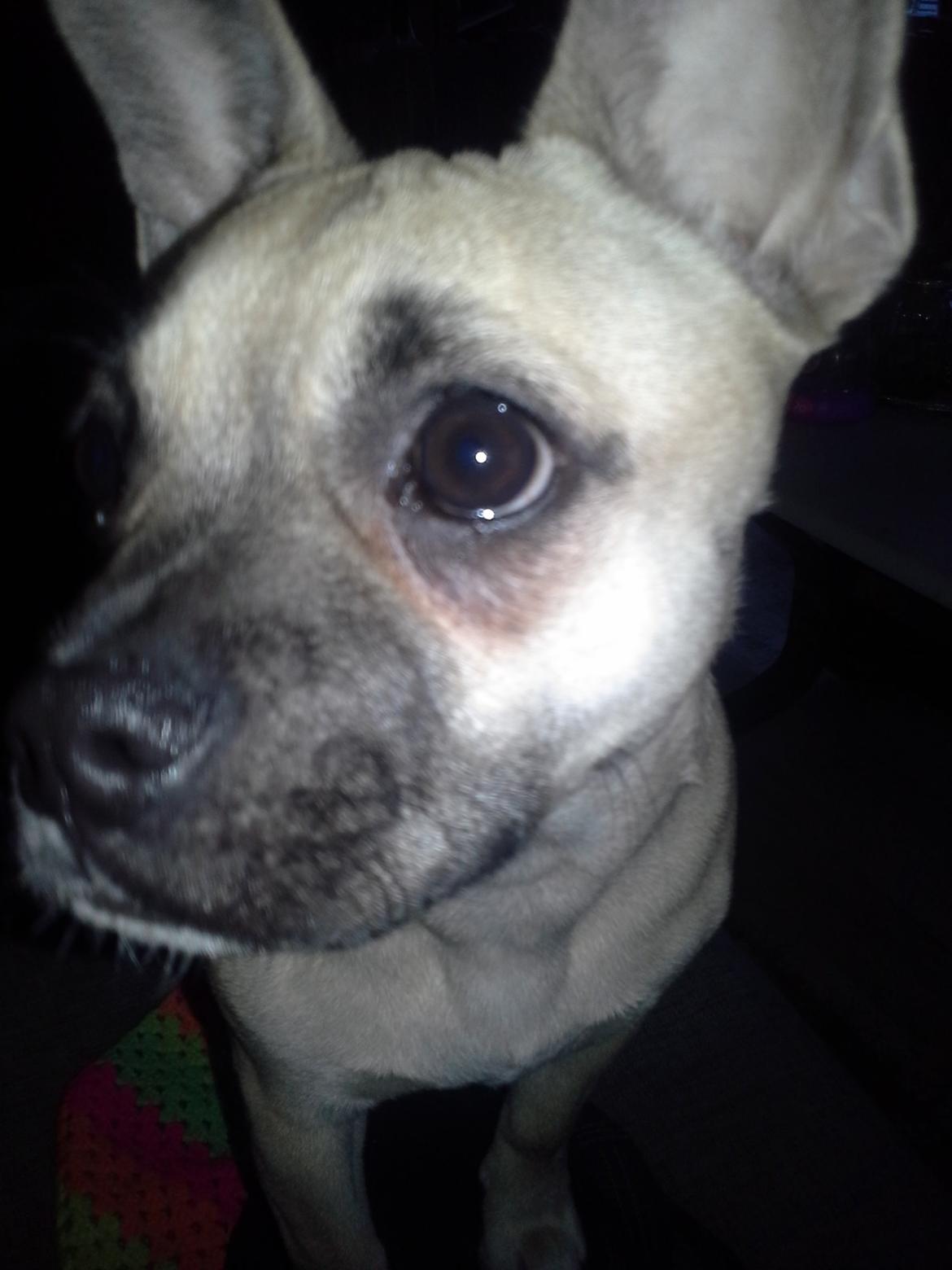 Fransk bulldog Bumle larsen billede 23