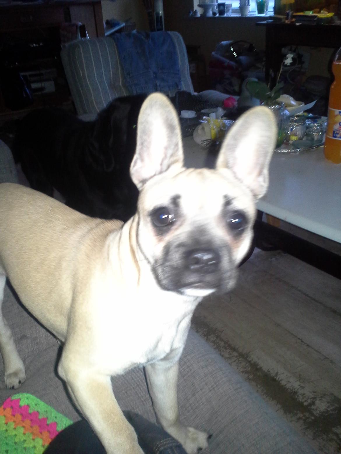 Fransk bulldog Bumle larsen billede 24