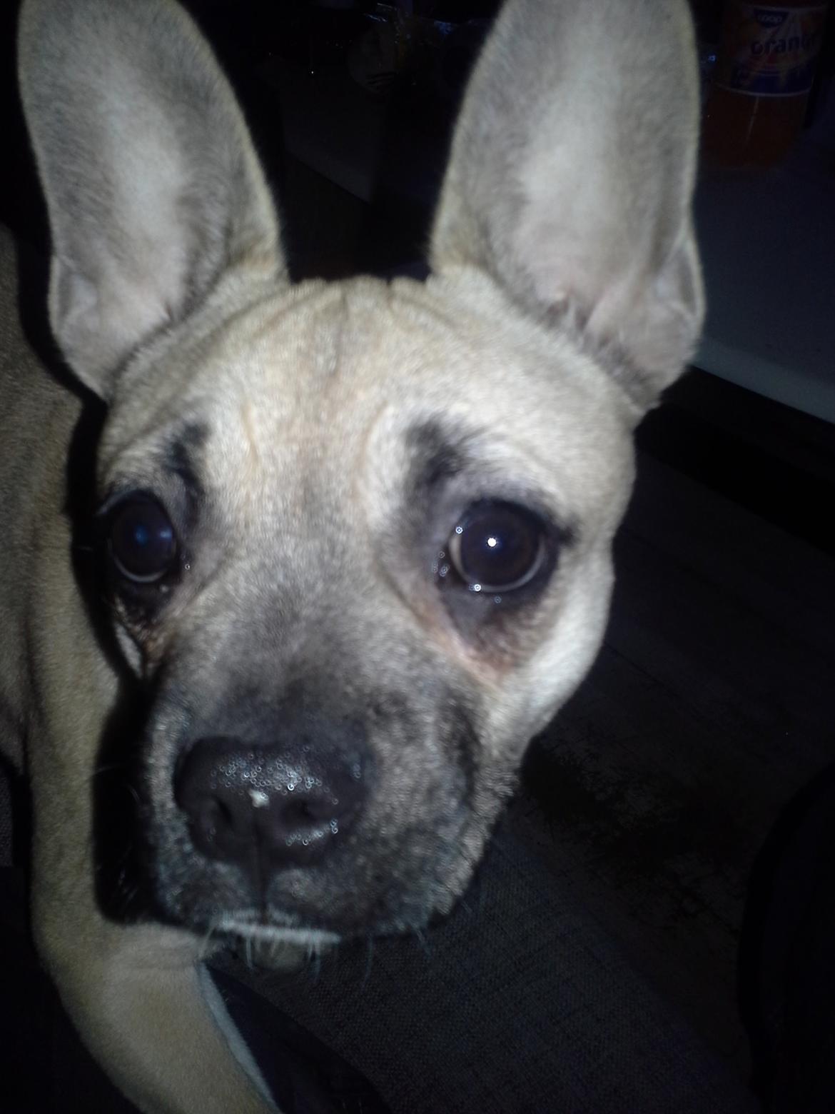 Fransk bulldog Bumle larsen billede 25