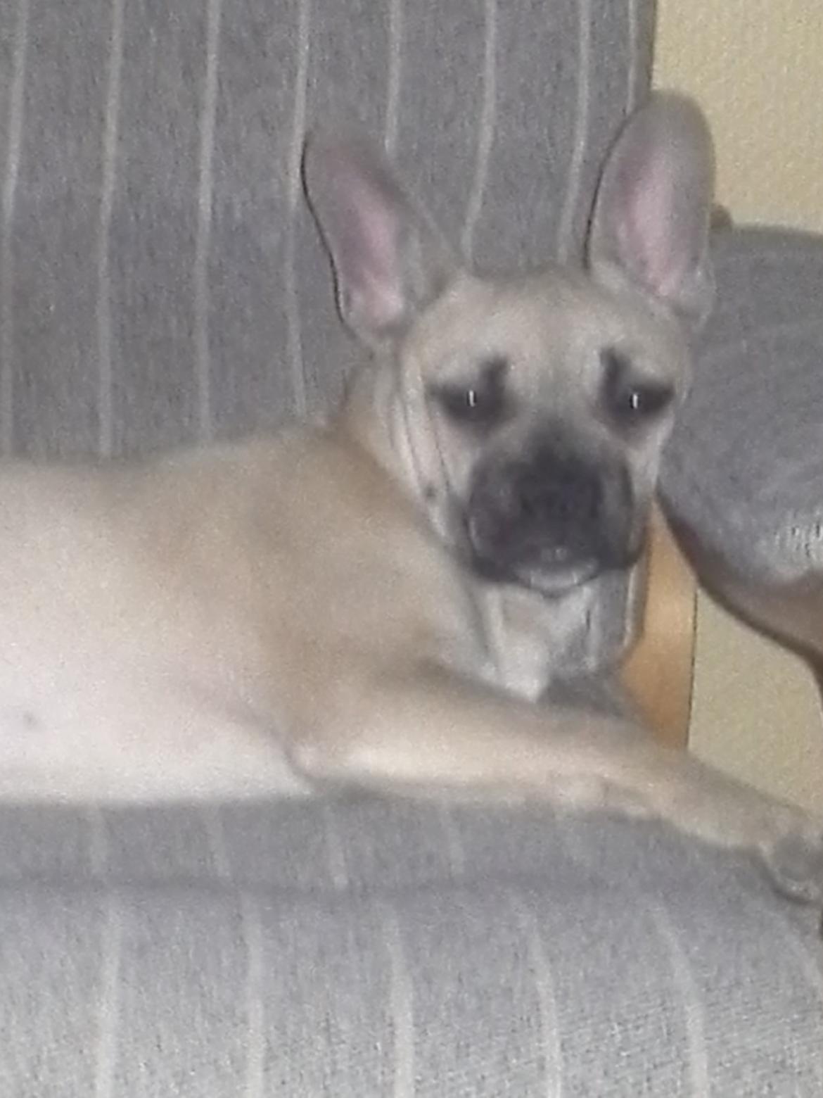 Fransk bulldog Bumle larsen billede 18