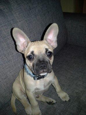Fransk bulldog Bumle larsen billede 26