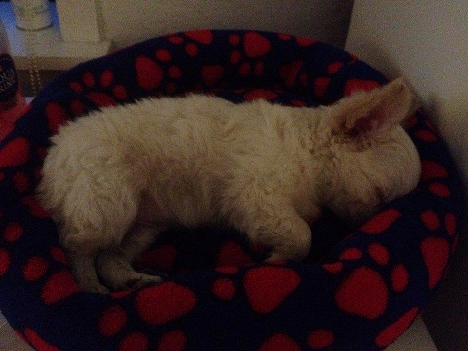 Chihuahua Mighty Heart Justin Bieber billede 17