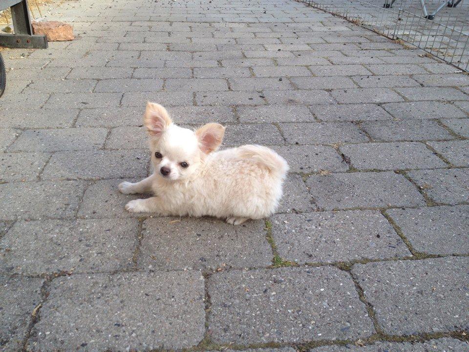 Chihuahua Mighty Heart Justin Bieber billede 19