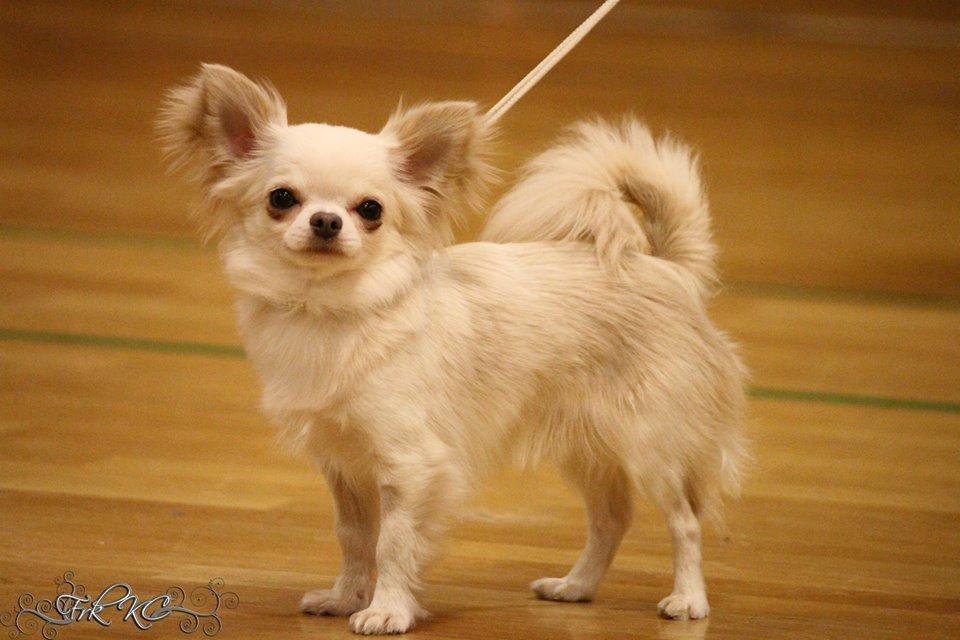 Chihuahua Mighty Heart Justin Bieber billede 2