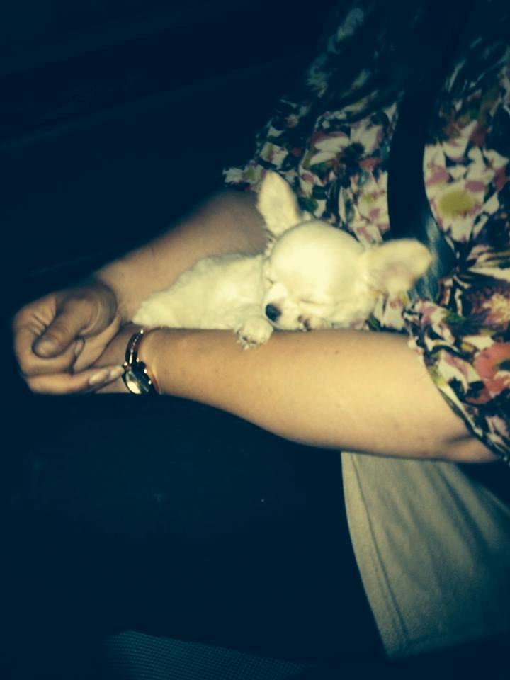 Chihuahua Mighty Heart Justin Bieber billede 18