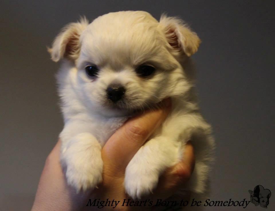 Chihuahua Mighty Heart Born To Be Somebody *Jazzy*  billede 4