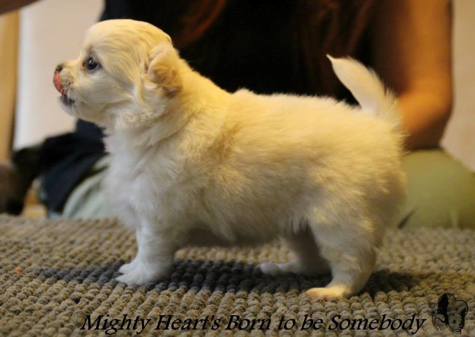 Chihuahua Mighty Heart Born To Be Somebody *Jazzy*  billede 6