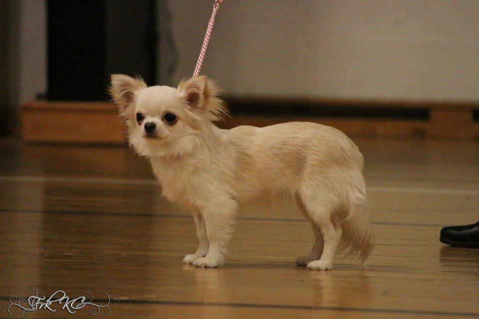 Chihuahua Mighty Heart Born To Be Somebody *Jazzy*  billede 1