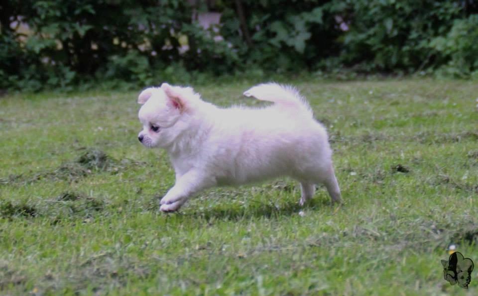 Chihuahua Mighty Heart Born To Be Somebody *Jazzy*  billede 7