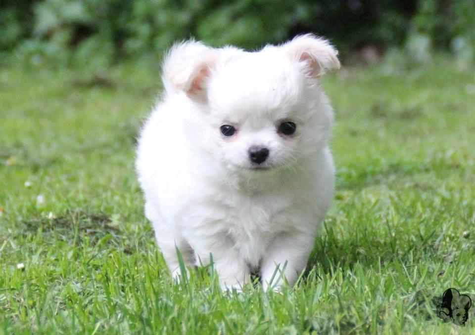 Chihuahua Mighty Heart Born To Be Somebody *Jazzy*  billede 8