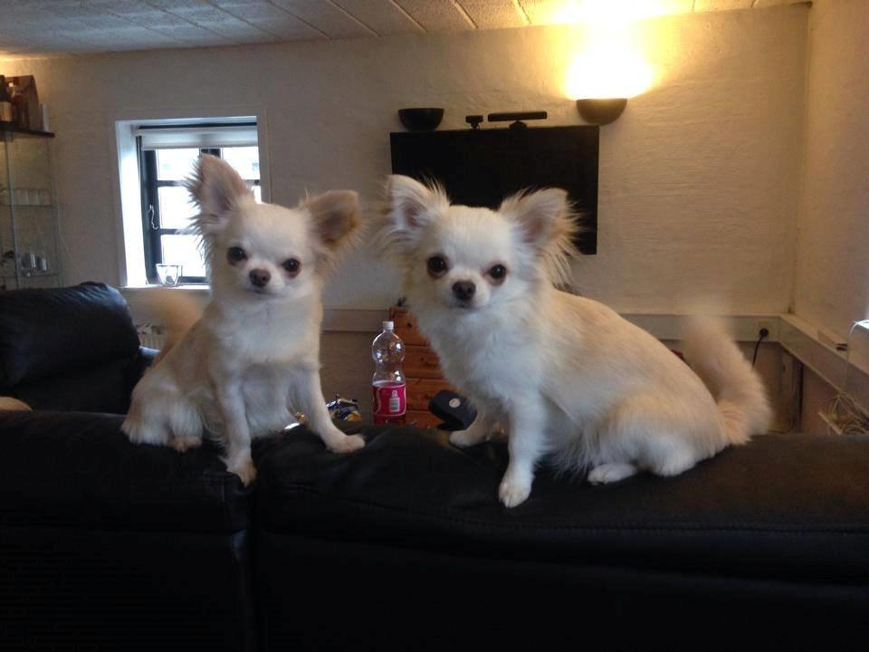 Chihuahua Mighty Heart Born To Be Somebody *Jazzy*  - Jazzy til højre, og brormand Justin til venstre billede 3