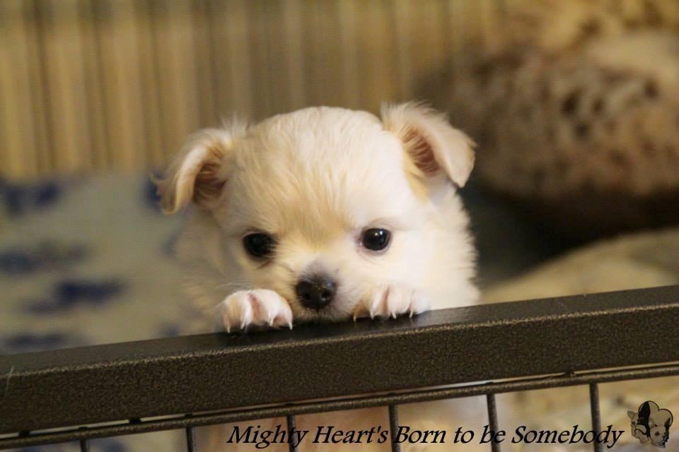 Chihuahua Mighty Heart Born To Be Somebody *Jazzy*  billede 5