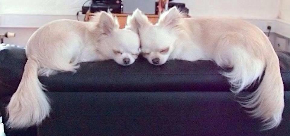 Chihuahua Mighty Heart Born To Be Somebody *Jazzy*  - Jazzy til højre, og brormand Justin til venstre billede 2