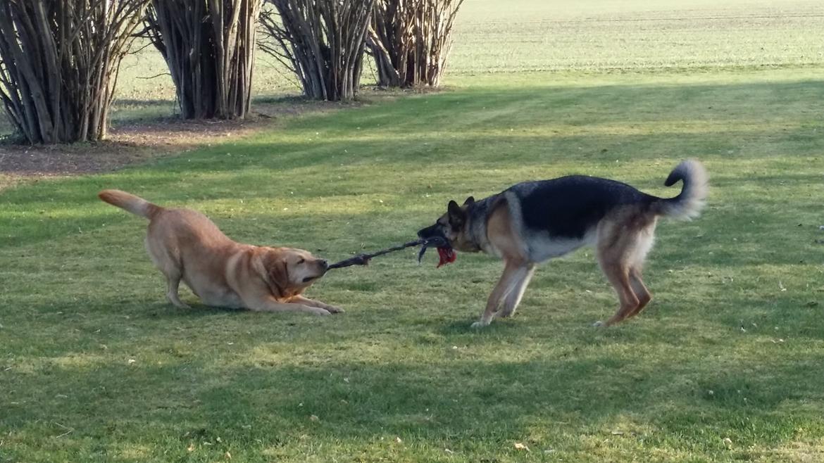Blanding af racer Diego  - hiv og træk  billede 9