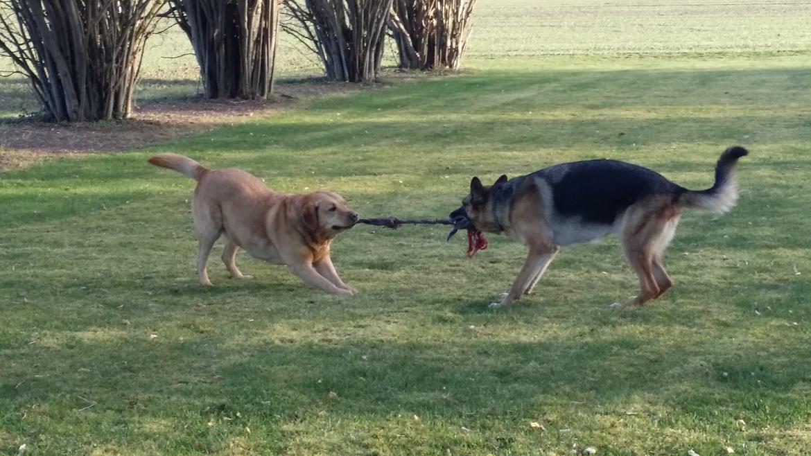 Schæferhund Tika billede 20