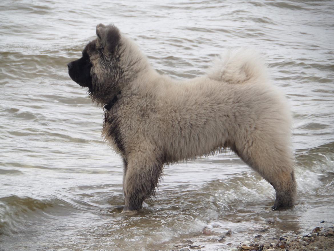 American Akita Akidan Breaking The Waves "RIKI" <3 - Kigge od over vandet. 29 marts 2015 billede 4