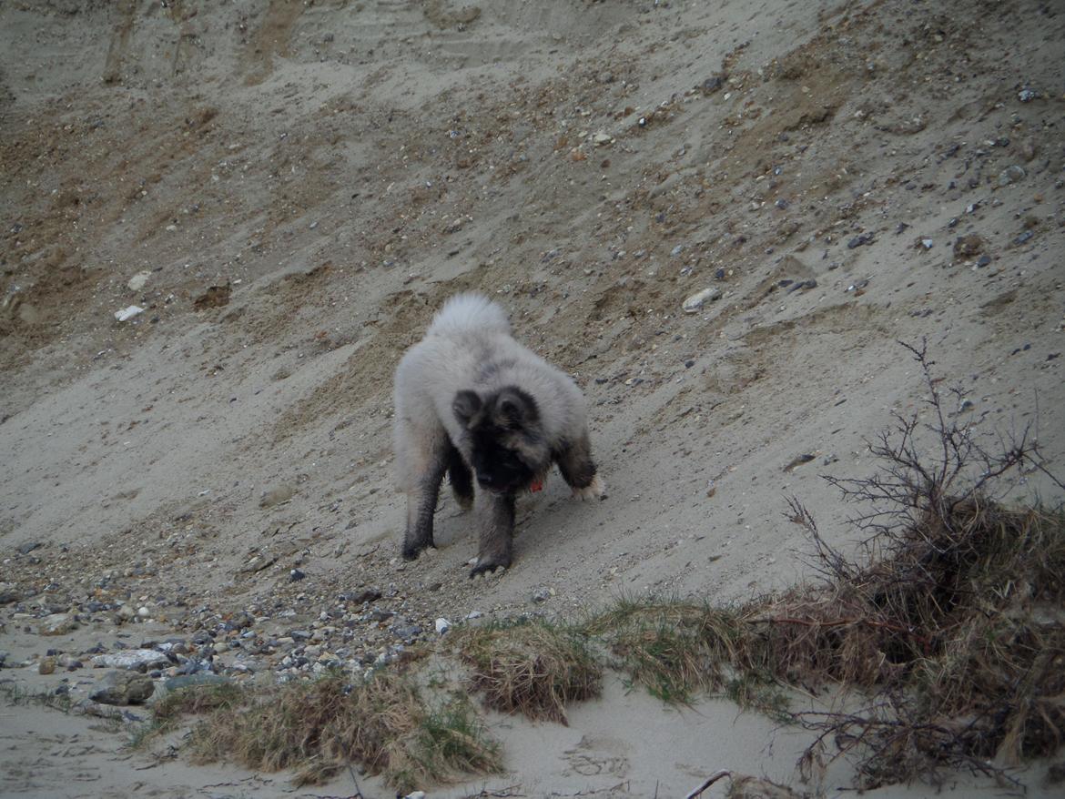 American Akita Akidan Breaking The Waves "RIKI" <3 - Min lille abekat :P 29 marts 2015 billede 33