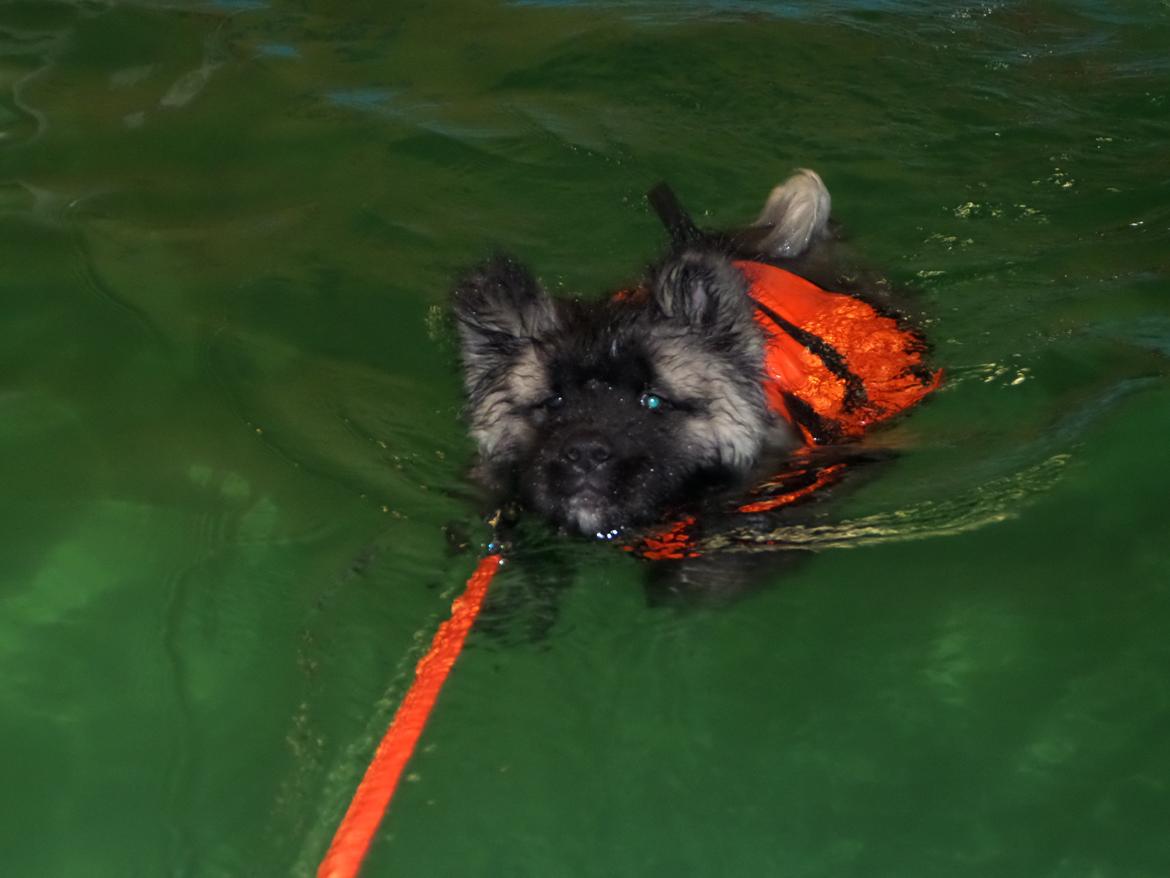 American Akita Akidan Breaking The Waves "RIKI" <3 - For første gang i svømmehal :D 5 feb 2015 billede 14