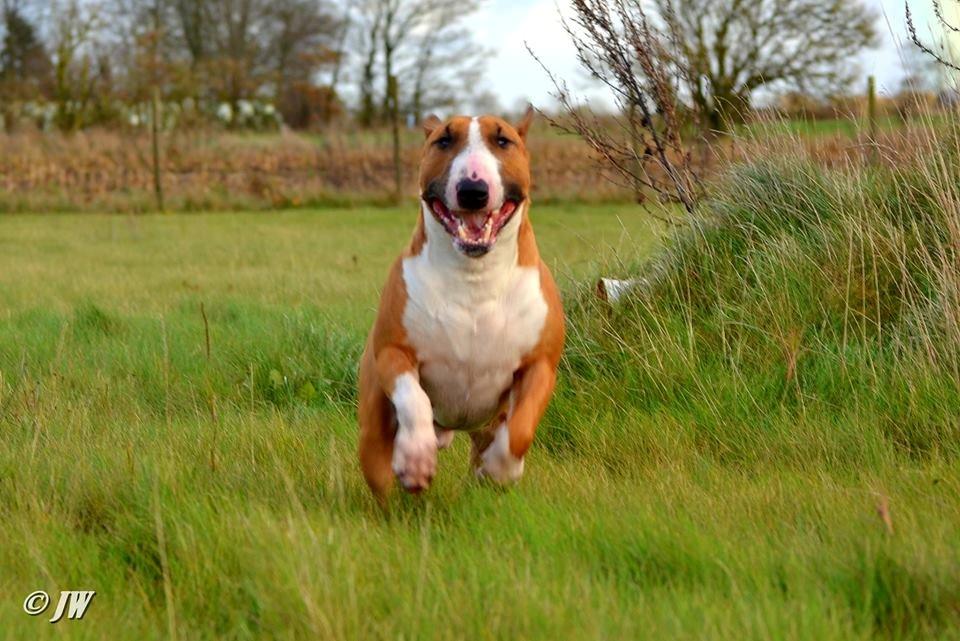 Bullterrier Benny Braveheart - Mors krudtuge <3 billede 15
