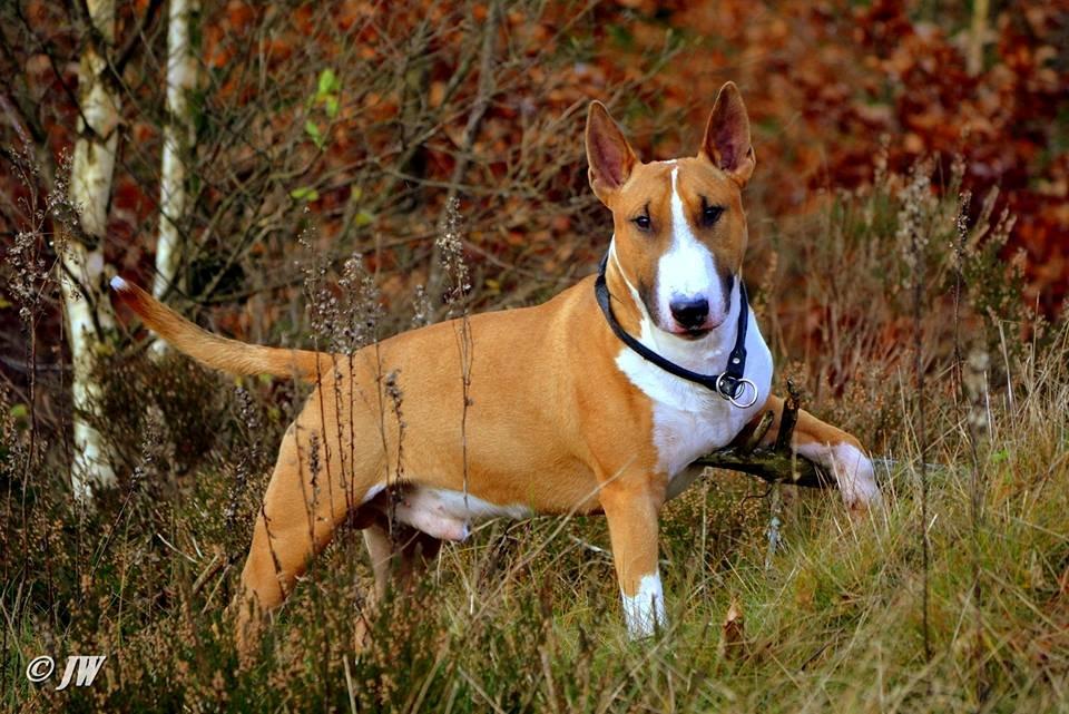 Bullterrier Benny Braveheart billede 4
