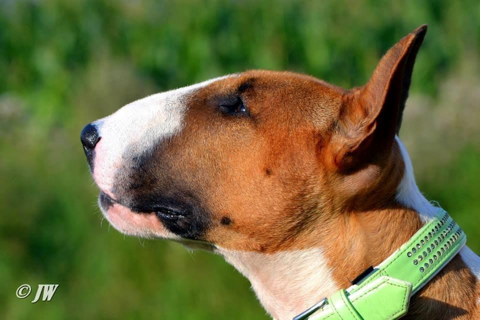 Bullterrier Benny Braveheart billede 2