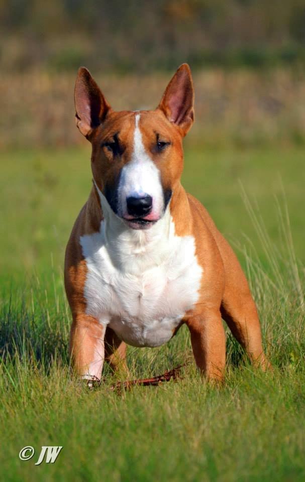 Bullterrier Benny Braveheart billede 25