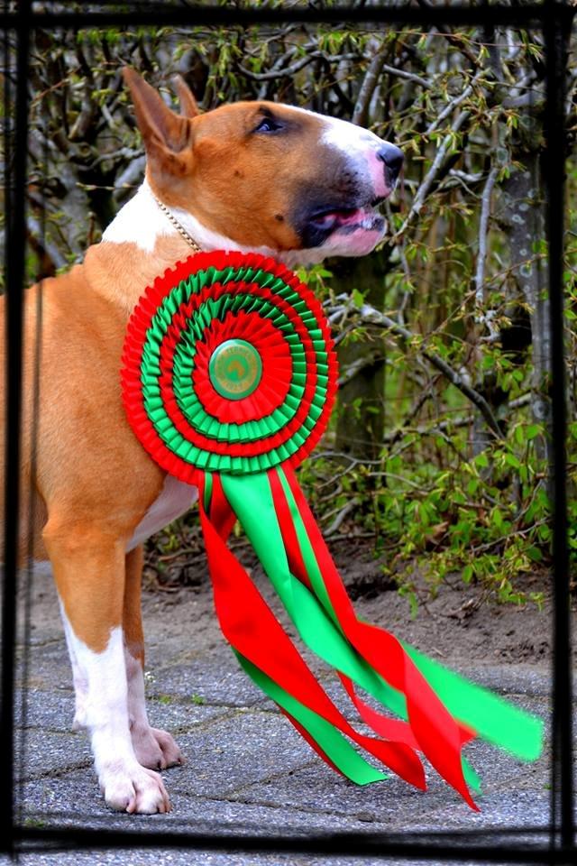 Bullterrier Benny Braveheart - Benny blev DKCH og SECH billede 22