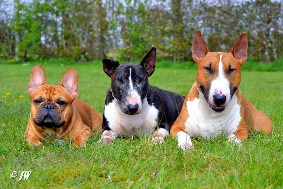 Bullterrier Benny Braveheart - Anton, Jazzy & Benny billede 18