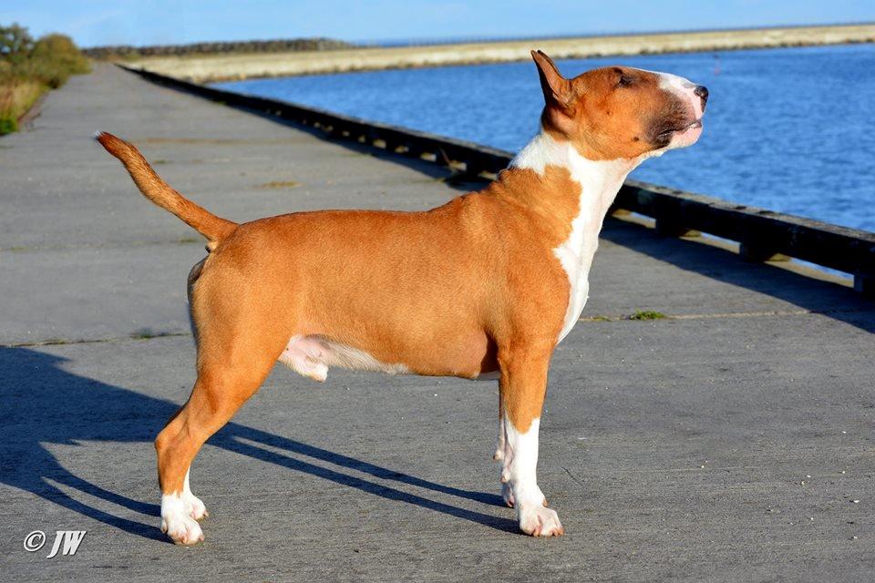 Bullterrier Benny Braveheart billede 16