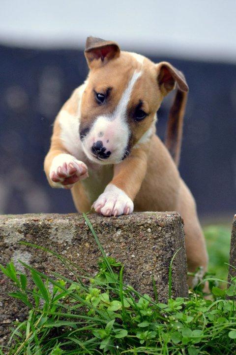 Bullterrier Benny Braveheart - "Hej Heeej" billede 33