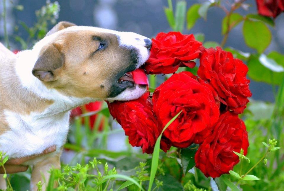 Bullterrier Benny Braveheart - Blomsterbarn <3 billede 32