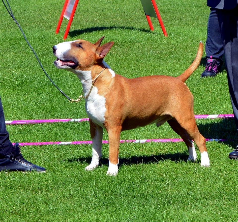 Bullterrier Benny Braveheart billede 21