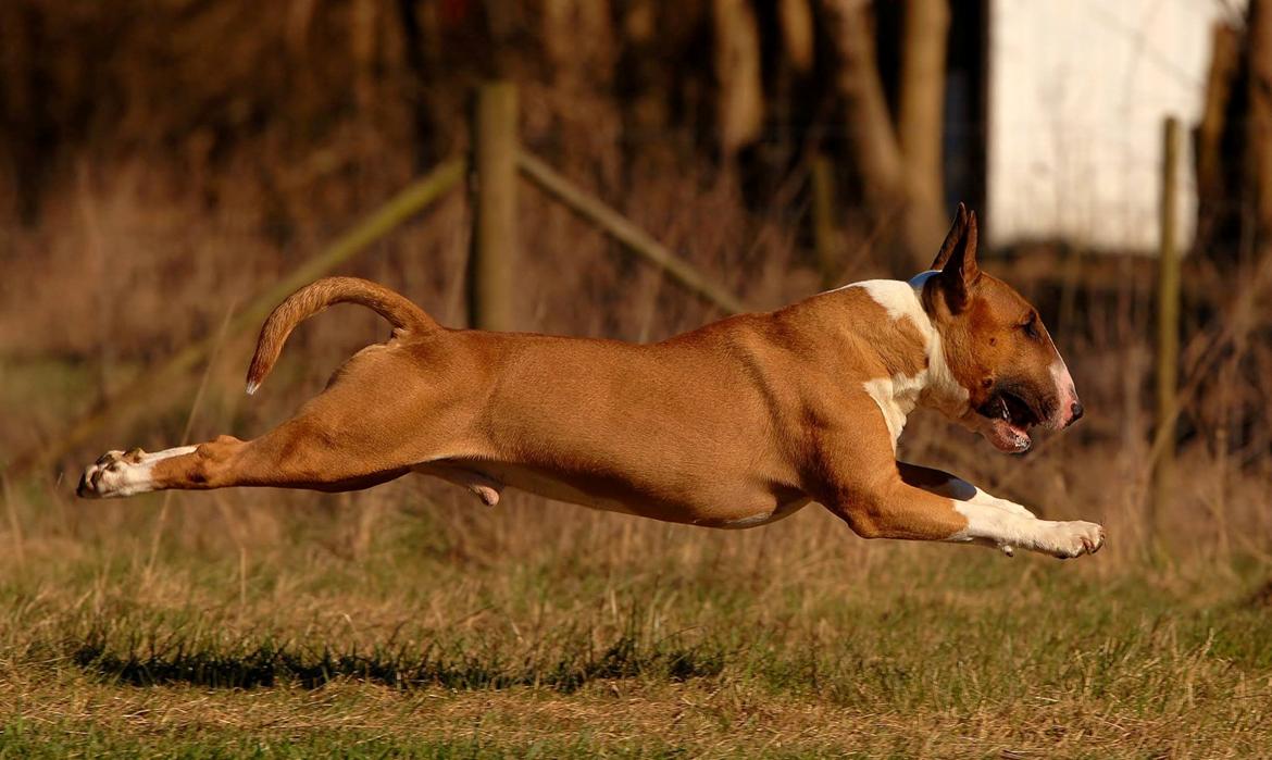 Bullterrier Benny Braveheart - April 2015 billede 9