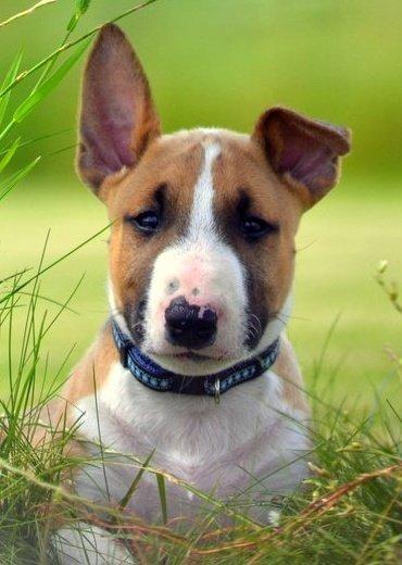 Bullterrier Benny Braveheart billede 31