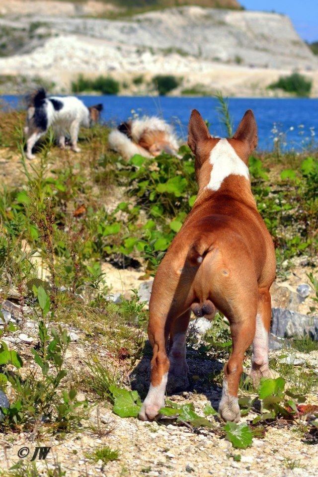 Bullterrier Benny Braveheart billede 26