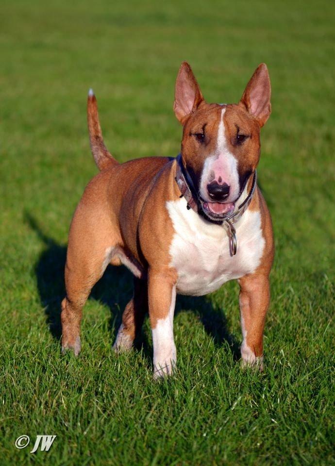 Bullterrier Benny Braveheart billede 27