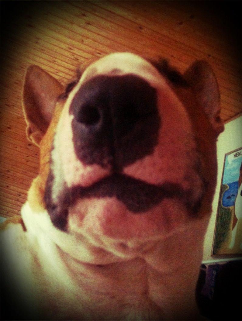 Bullterrier Benny Braveheart billede 19