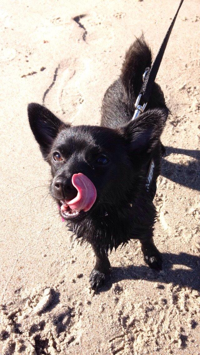 Blanding af racer Pomeranian, Chihuahua Shellie billede 1