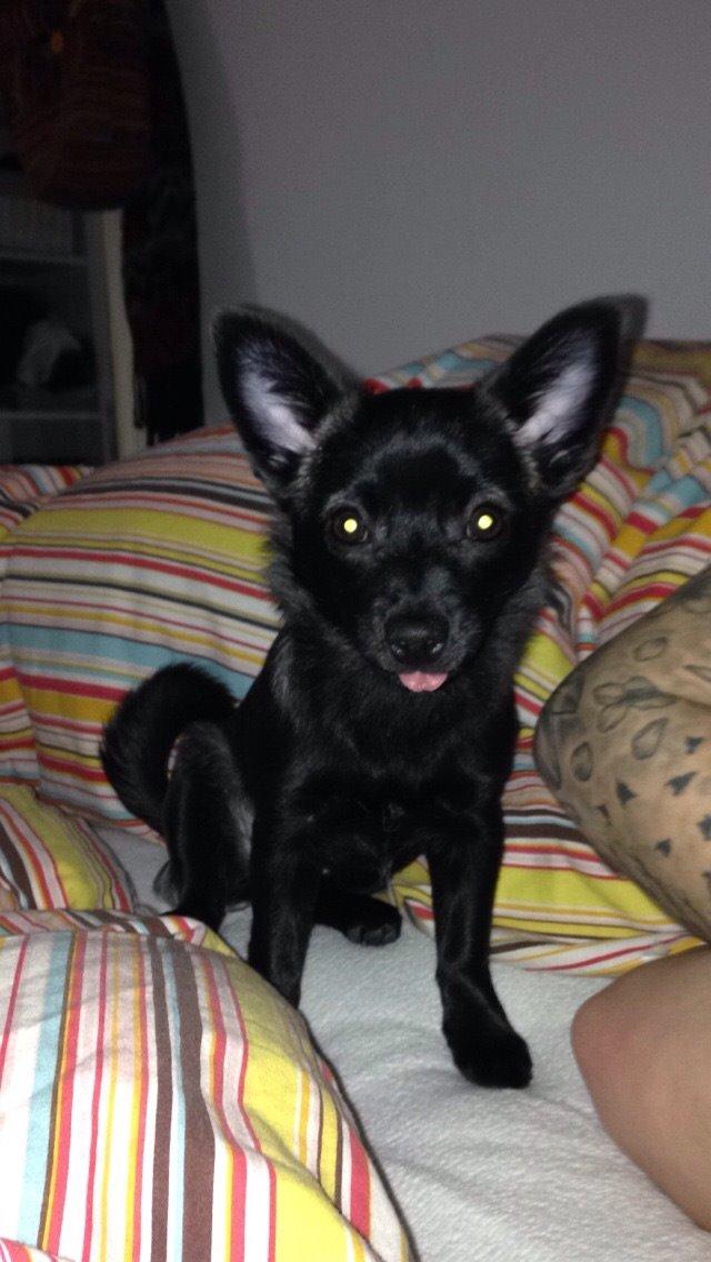 Blanding af racer Pomeranian, Chihuahua Shellie billede 17