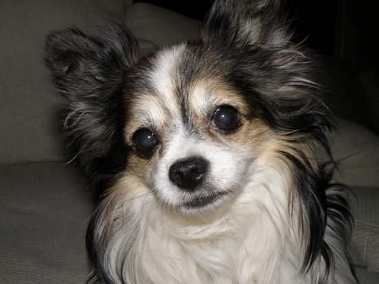 Chihuahua Chili "Rottweileren"RIP billede 9